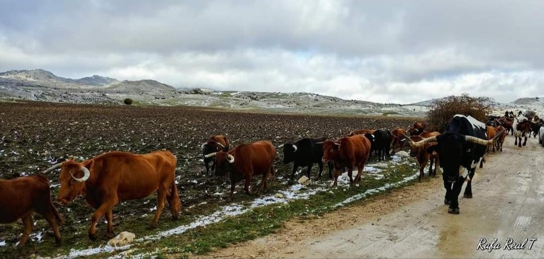 Alojamiento Rural El Penon De Hornos Eksteriør billede